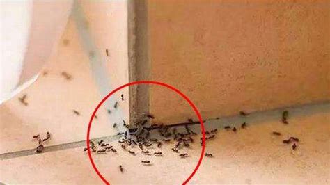 家里很多蚂蚁 虎過堂化解